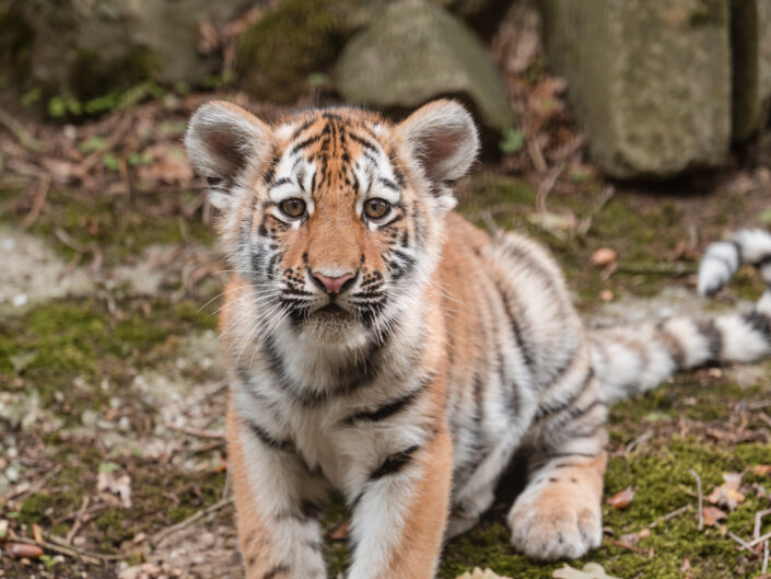 Dagjes dierentuin 2025