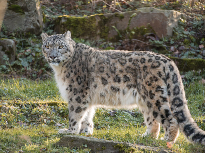 Dagjes dierentuin 2026